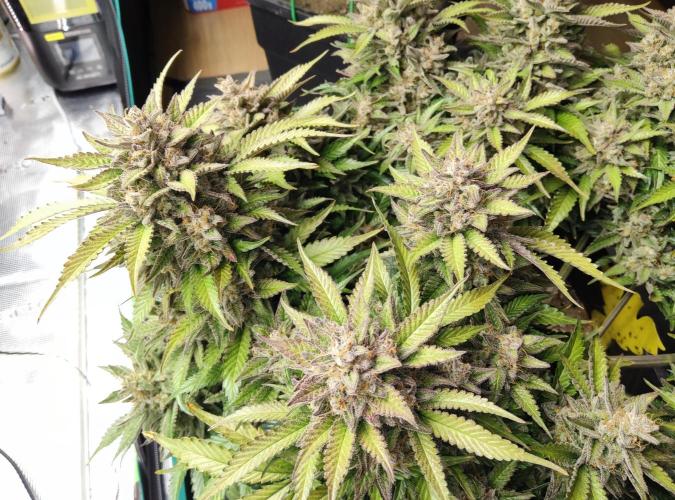 FastBuds Mixed Run. Week 12