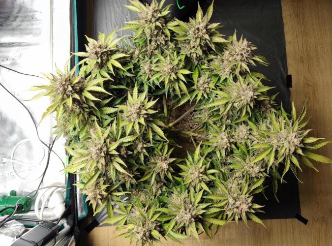 FastBuds Mixed Run. Week 12