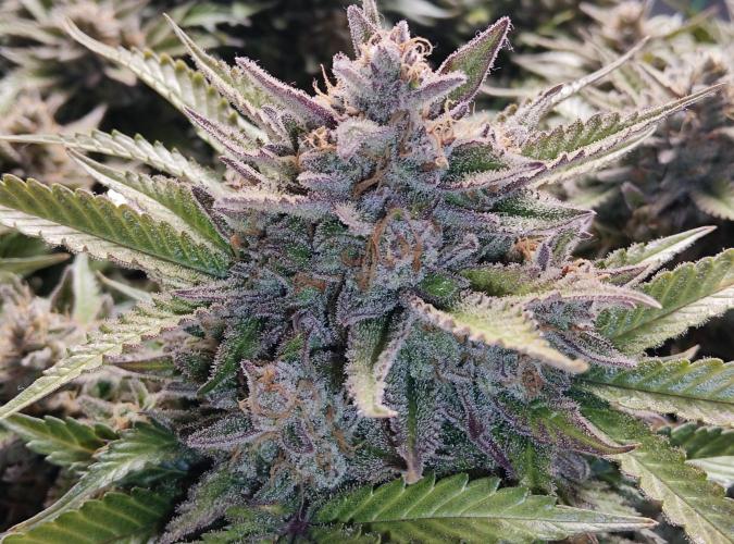 FastBuds Mixed Run. Week 12