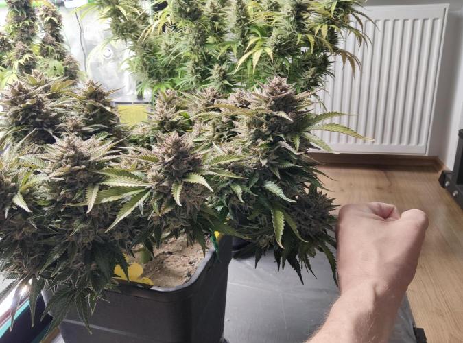 FastBuds Mixed Run. Week 12