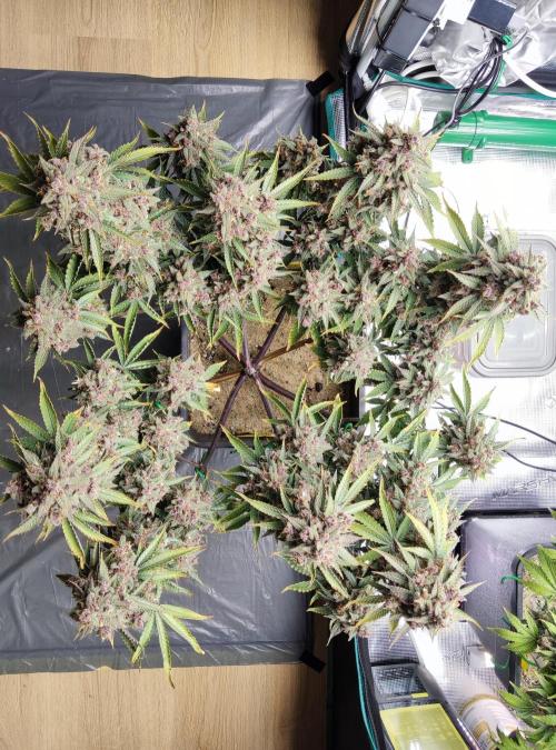 FastBuds Mixed Run. Week 12