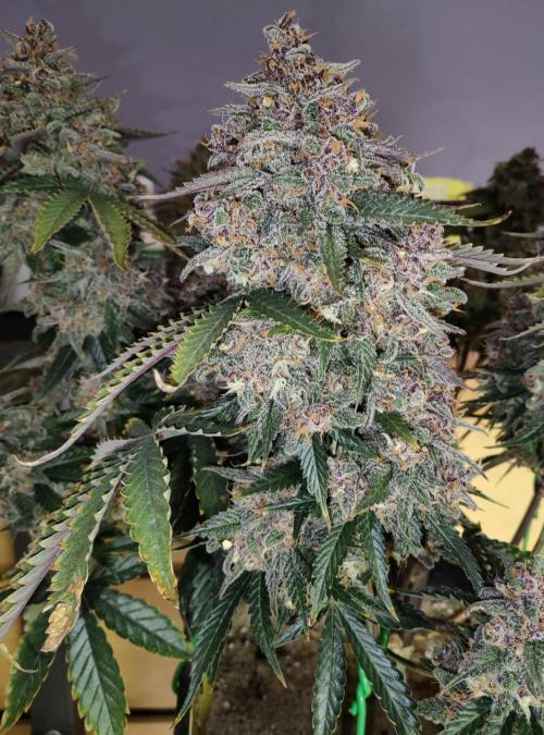 FastBuds Mixed Run. Week 12