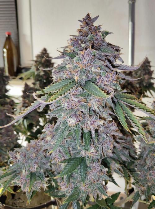 FastBuds Mixed Run. Week 12