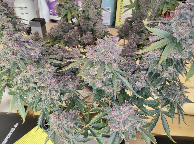 FastBuds Mixed Run. Week 12