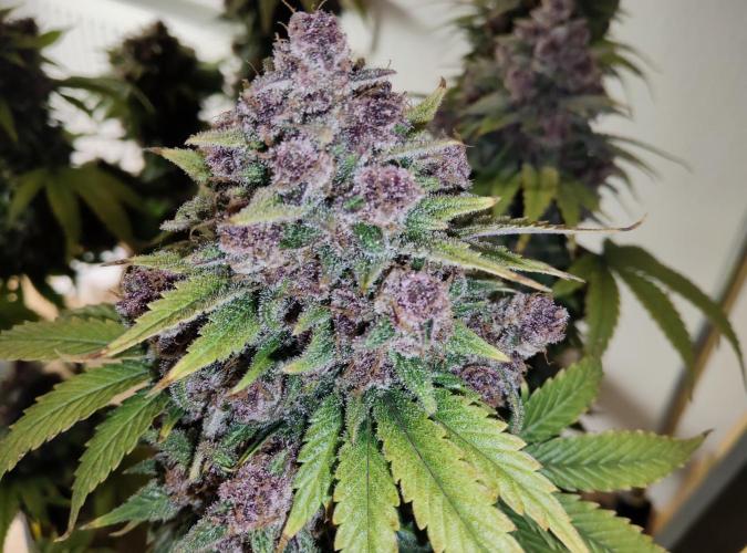 FastBuds Mixed Run. Week 12