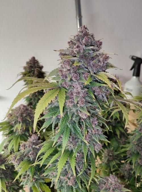 FastBuds Mixed Run. Week 12