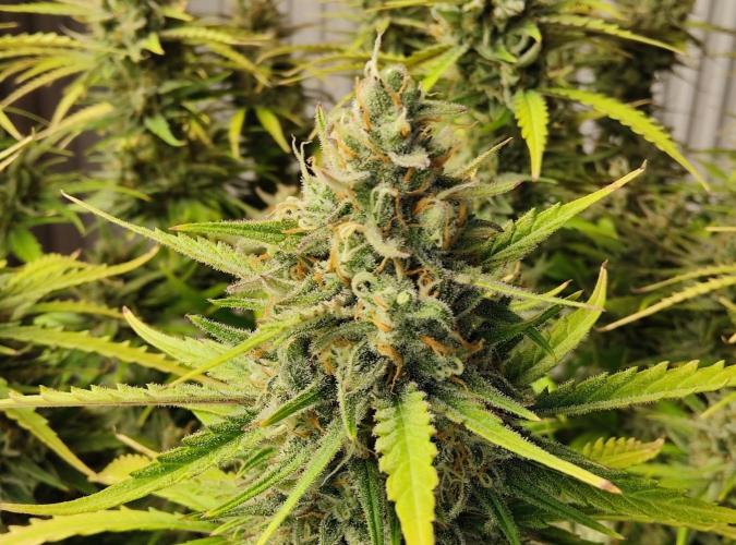 FastBuds Mixed Run. Week 12