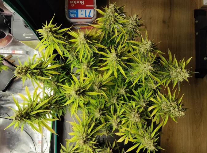 FastBuds Mixed Run. Week 12