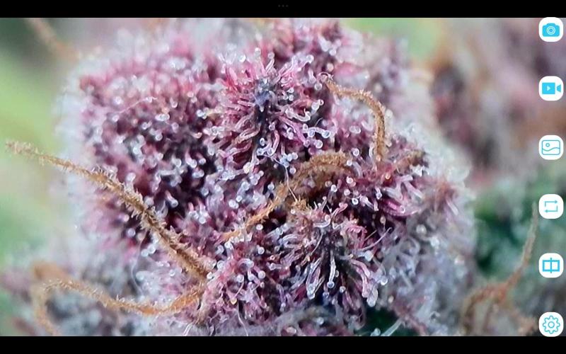 FastBuds Mixed Run. Week 12