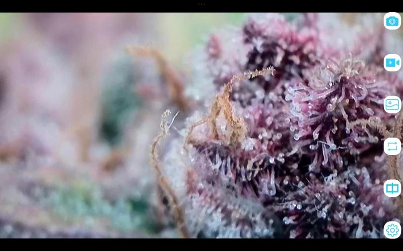 FastBuds Mixed Run. Week 12