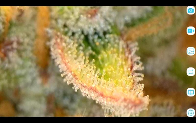 FastBuds Mixed Run. Week 12