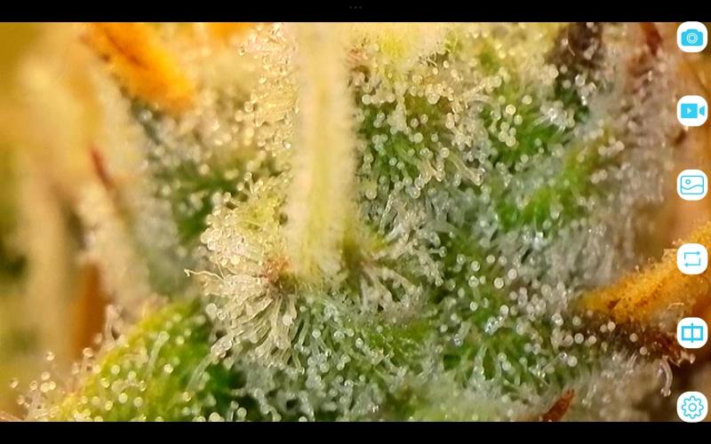 FastBuds Mixed Run. Week 12