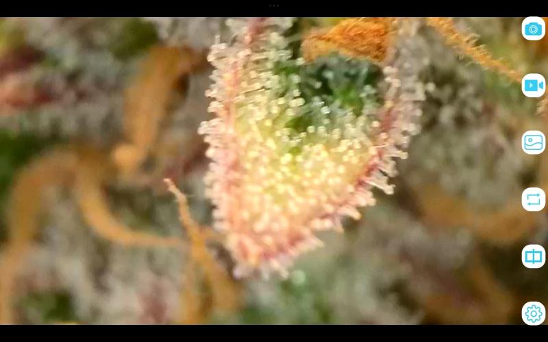 FastBuds Mixed Run. Week 12