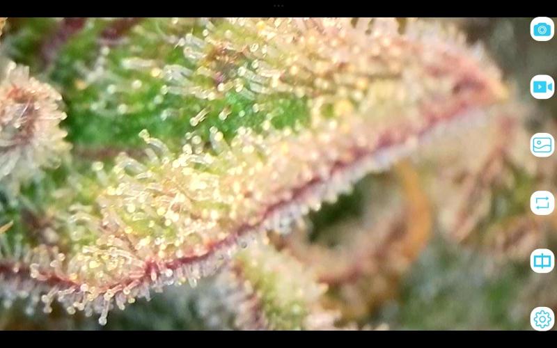 FastBuds Mixed Run. Week 12