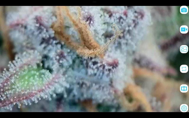 FastBuds Mixed Run. Week 12