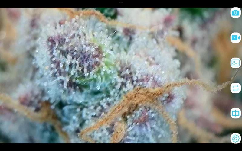 FastBuds Mixed Run. Week 12