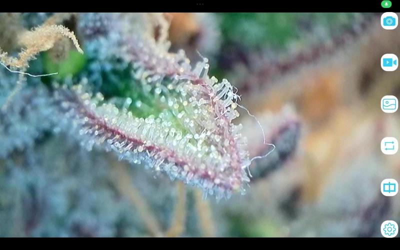 FastBuds Mixed Run. Week 12