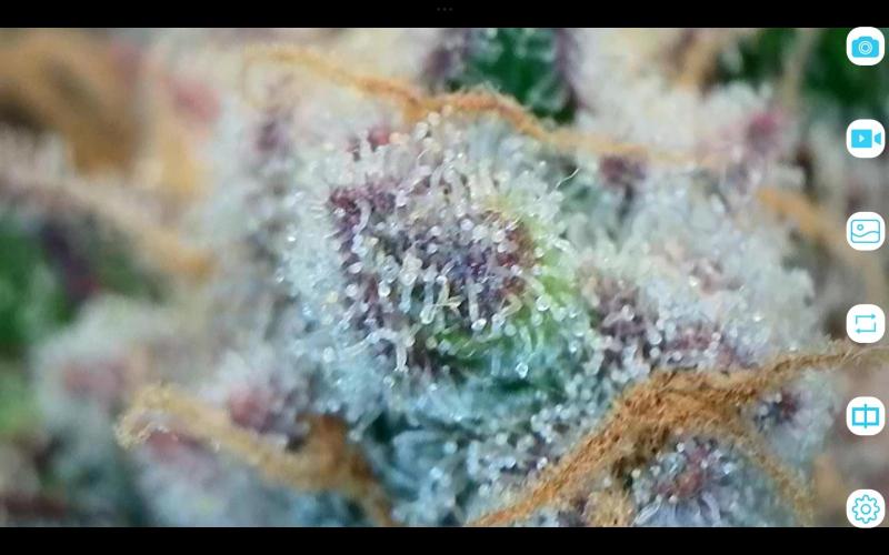 FastBuds Mixed Run. Week 12