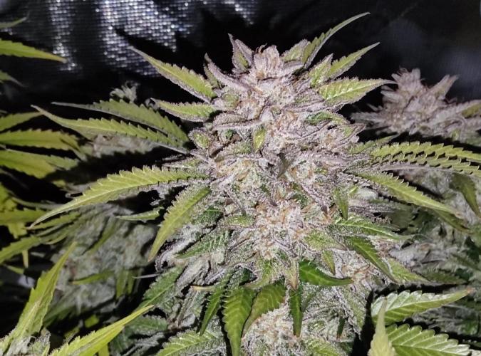 FastBuds Mixed Run. Week 12