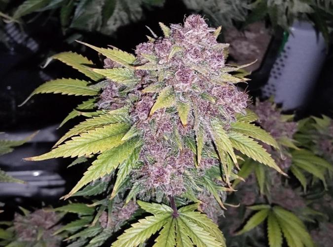 FastBuds Mixed Run. Week 12