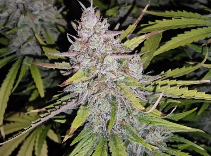 FastBuds Mixed Run. Week 12