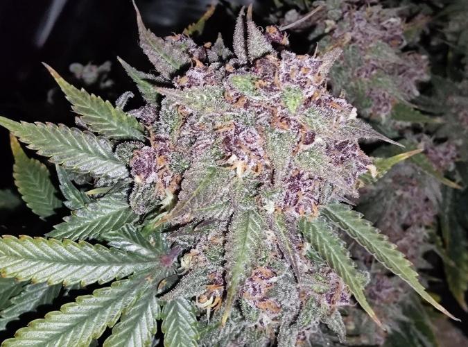 FastBuds Mixed Run. Week 12