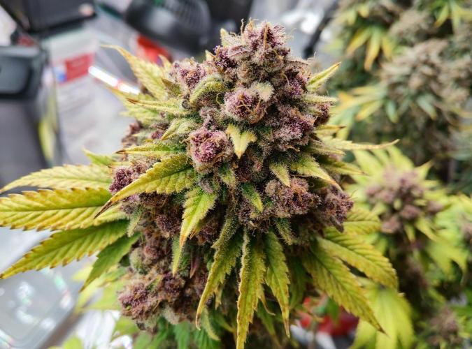 FastBuds Mixed Run. Week 13