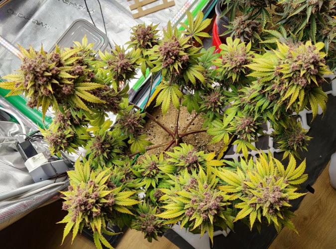 FastBuds Mixed Run. Week 13