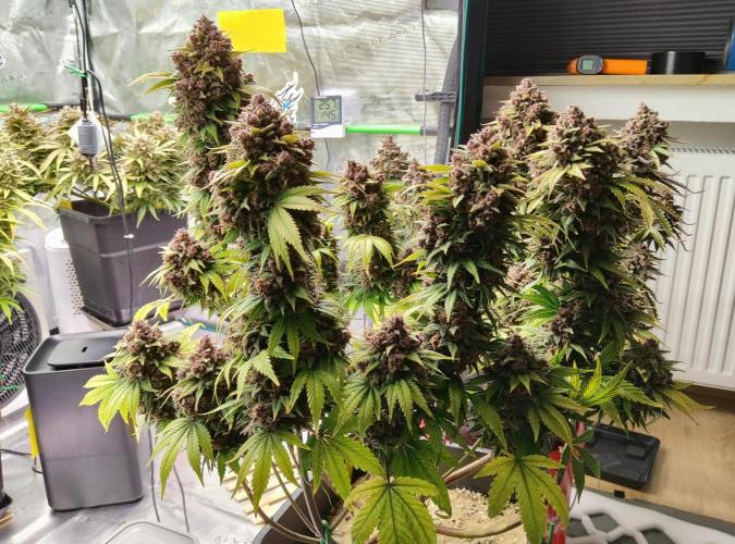 FastBuds Mixed Run. Week 13