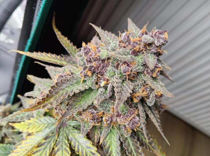 FastBuds Mixed Run. Week 13