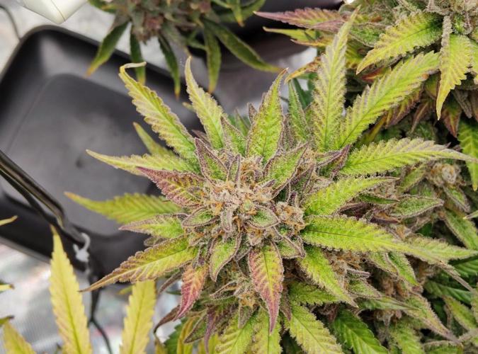 FastBuds Mixed Run. Week 13