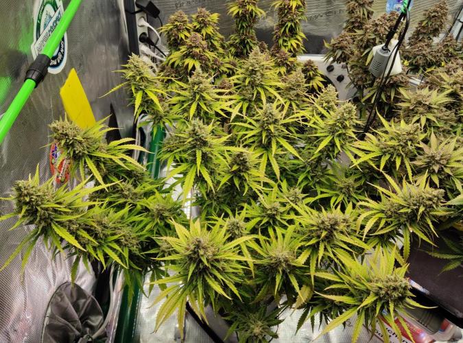 FastBuds Mixed Run. Week 13