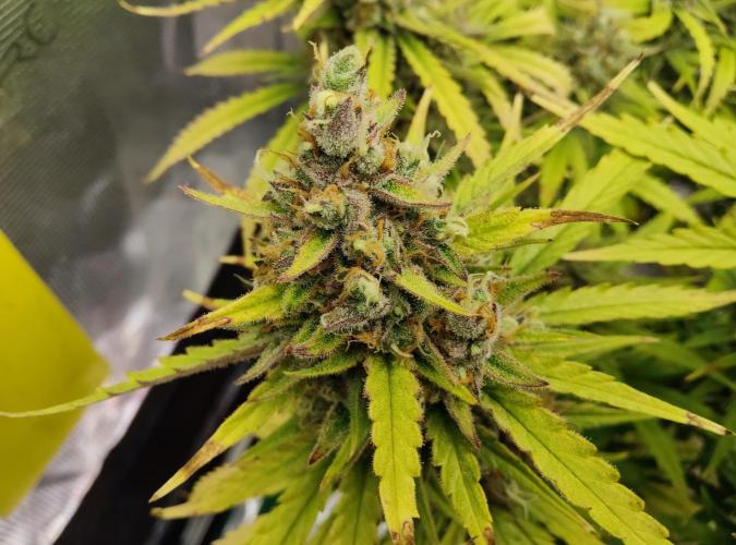 FastBuds Mixed Run. Week 13