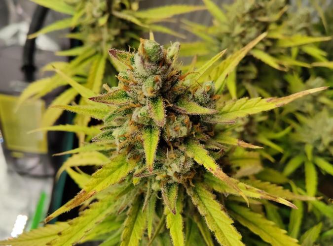 FastBuds Mixed Run. Week 13