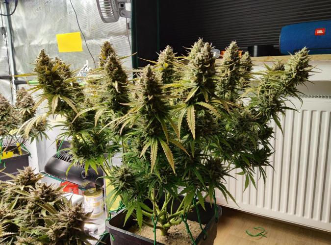 FastBuds Mixed Run. Week 13