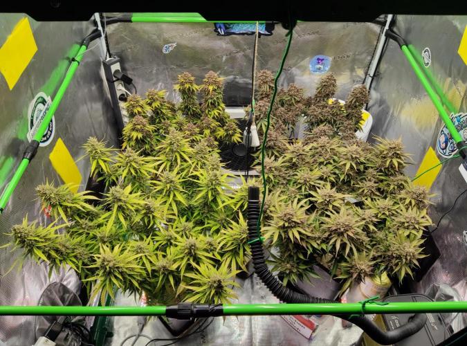 FastBuds Mixed Run. Week 13