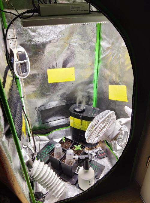 Anesia & Royal Queen Seeds Mix. Week 0