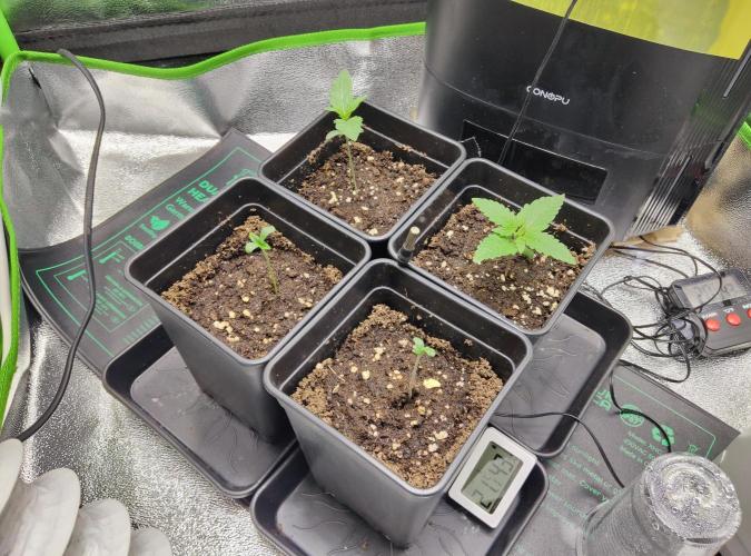 Anesia & Royal Queen Seeds Mix. Week 0