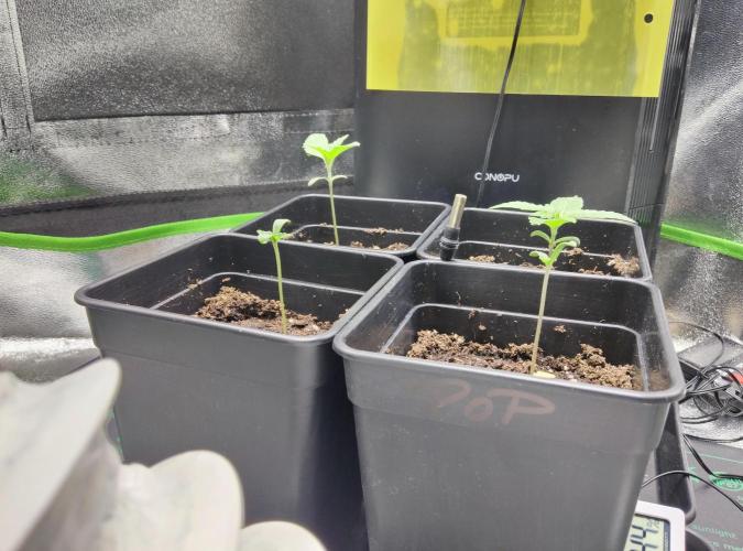 Anesia & Royal Queen Seeds Mix. Week 0