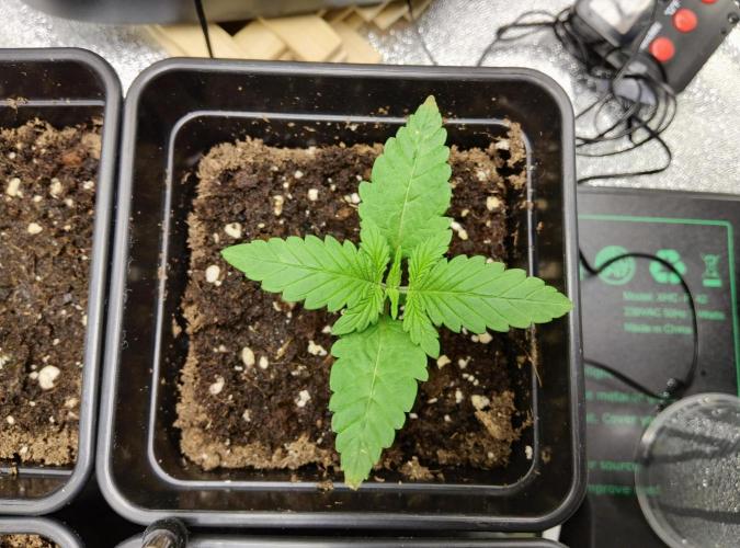 Anesia & Royal Queen Seeds Mix. Week 0 - Frozen Black Cherry 