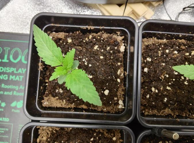 Anesia & Royal Queen Seeds Mix. Week 0 - Amnesia Haze 