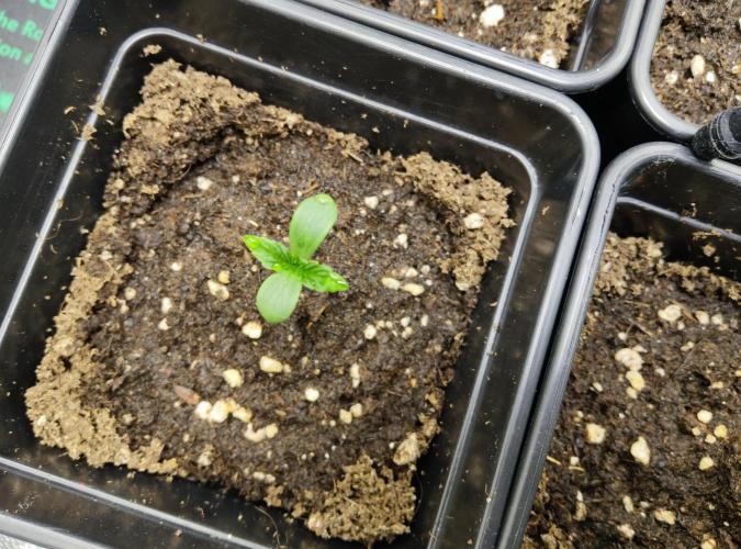 Anesia & Royal Queen Seeds Mix. Week 0 - Royal Gorilla 