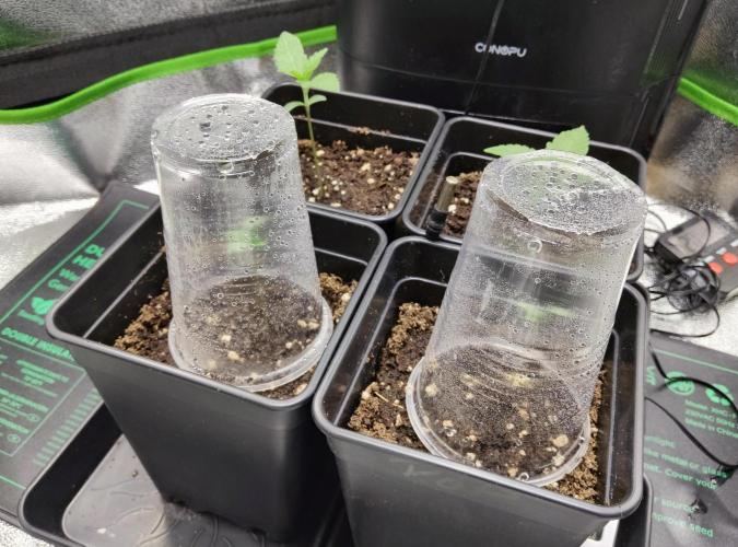 Anesia & Royal Queen Seeds Mix. Week 0 - Royal Gorilla & Strawberry Pop Rocks 