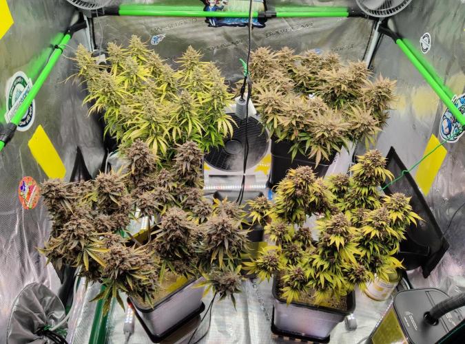 FastBuds Mixed Run. Week 14