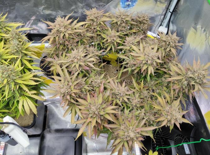 FastBuds Mixed Run. Week 14 - Z-UP 