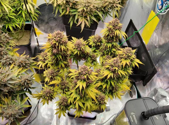 FastBuds Mixed Run. Week 14 - Purple Haze 