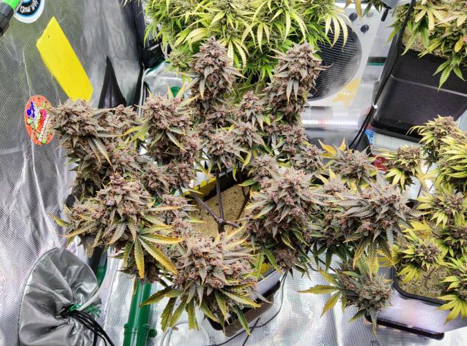 FastBuds Mixed Run. Week 14 - Lemon Cherry Cookies 