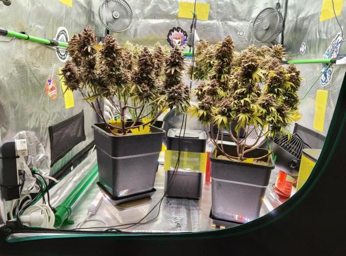 FastBuds Mixed Run. Week 14 - Lemon Cherry Cookies & Purple Haze 