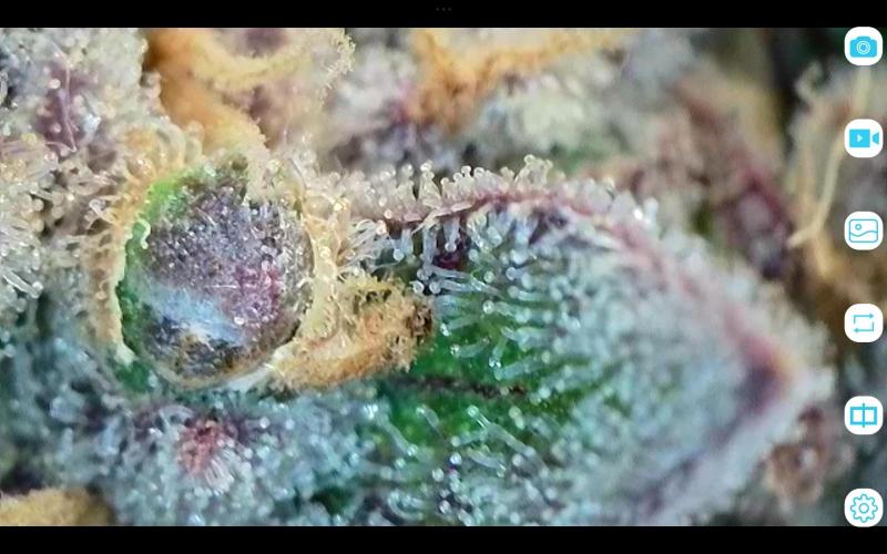 FastBuds Mixed Run. Week 14 - Z-UP 