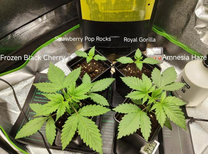 Anesia & Royal Queen Seeds Mix. Week 1